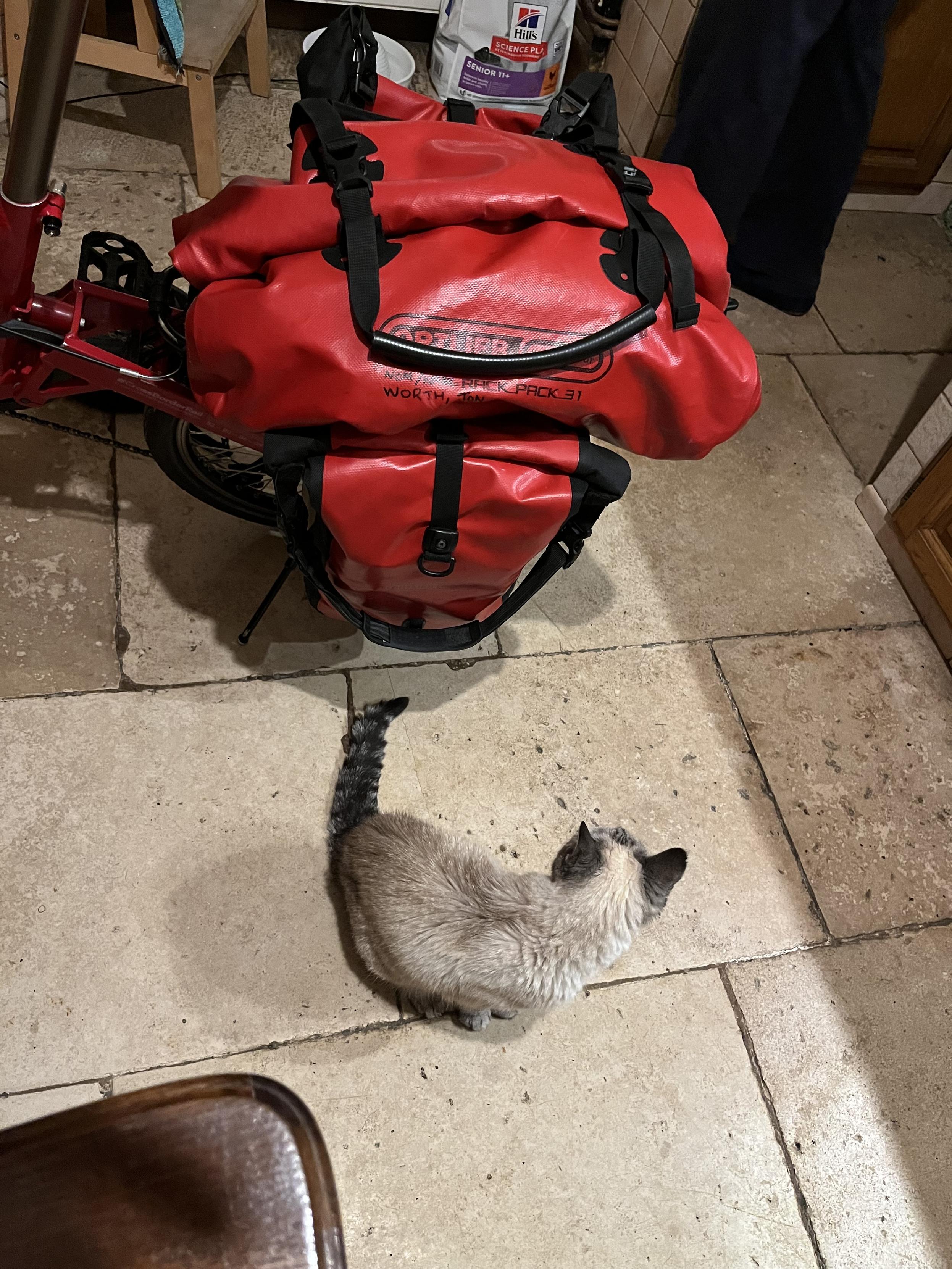Josette the cat and a packed Birdy