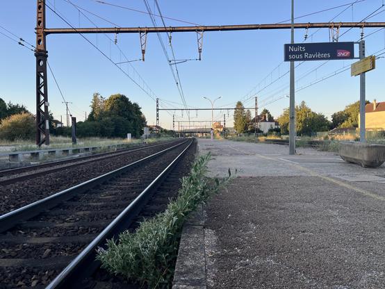 A bush with a strange diagonal shape cut this way by passing trains 